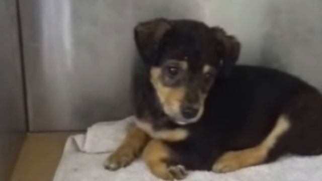 The cold and hungry puppy was lying on the street.. He was crying and calling for help.. смотреть онлайн