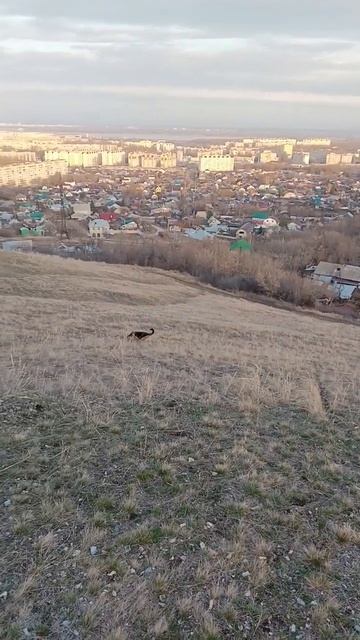 #немецкаяовчарка,#доберман ,#прогулка,#youtube,#shorts,#собака, смотреть онлайн