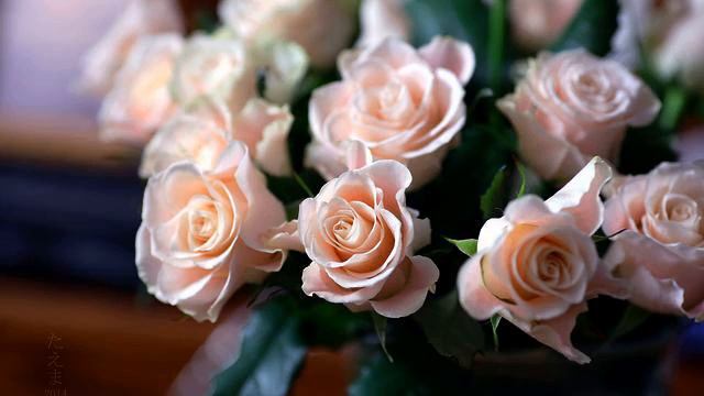 Лучшая русская новинка и цветы онлайн смотреть онлайн