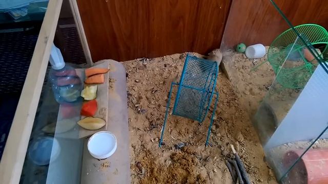 Харитоша - малыш смотреть онлайн