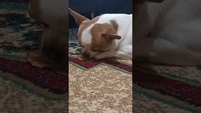 Просто Гретта кушает банановый чипс)