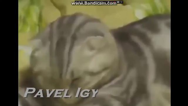 20 ПОДПИСЧИКОВ !!! ТЕСТ НА ПСИХИКУ, ПОПРОБУЙ НЕ ЗАСМЕЯТЬСЯ!!! смотреть онлайн