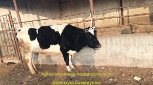 молбозори Исфара хаминруза 2023