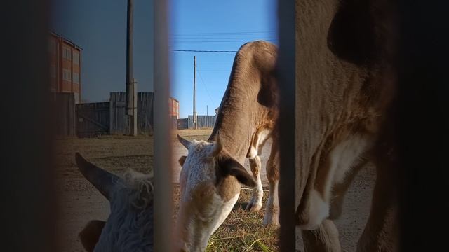 Коровы едят смотреть онлайн