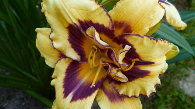 Цветы в саду смотреть онлайн