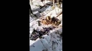 Тигр напал на лесника со спины и убил его в Приморье