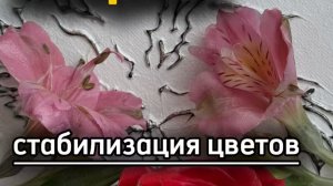 Лайфхак как стабилизировать цветы парафином