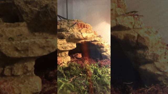 My frog 🐸 смотреть онлайн