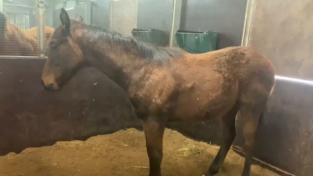 Tarot x Exceed And Excel 19 Colt (23.08.2020) смотреть онлайн