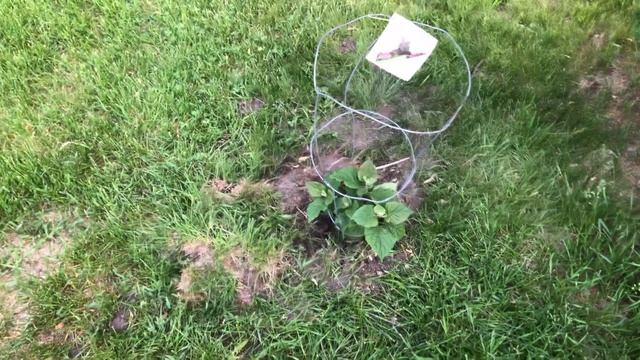 Канада. Жизнь в загородном доме 115. 18 июня 2021 года. смотреть онлайн