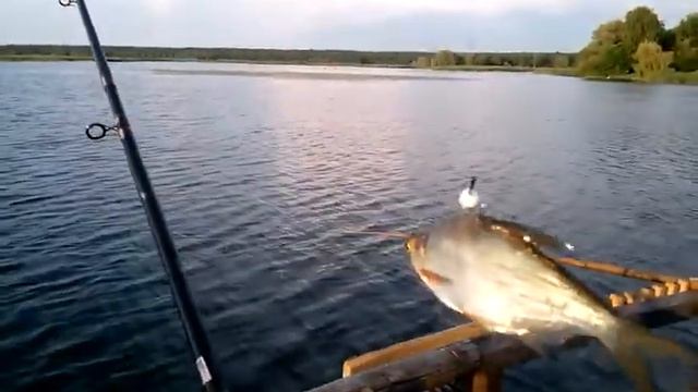 Случай на рыбалке 🦈