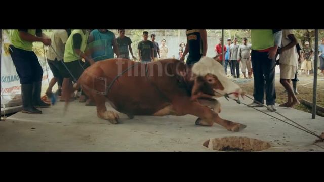 QURBAN (FILMCONVERT) смотреть онлайн