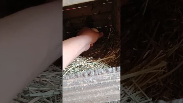 Тоок багуунун жолдору. Кышы-жайы челектеп, тооктун жумурткасын чогулткунуздар келеби? смотреть онлайн