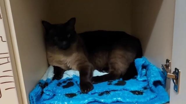 Котик мурчит как трактор 🚜 смотреть онлайн