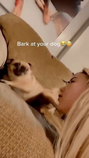 Прикольные  животные !!!!