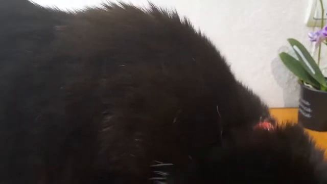 Как определить сущность в доме или на человеке смотреть онлайн