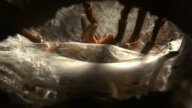Theraphosa blondi baut Spermanetz (makes sperm web) смотреть онлайн
