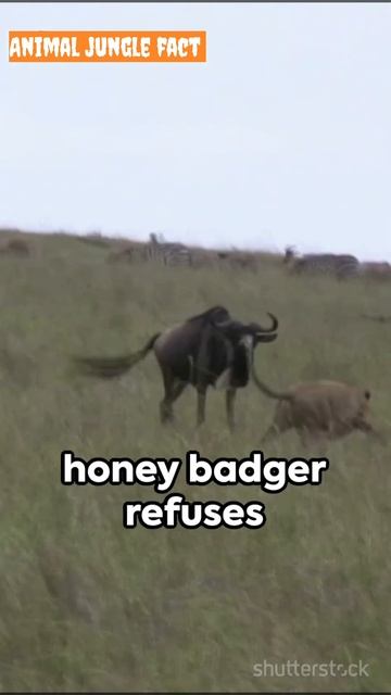 Desire: Wildlife Clash: Honey Badger Confronts Snake смотреть онлайн