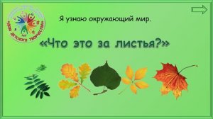 С какого дерева лист.