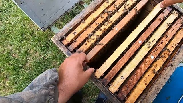 ✅Весенний отводок пчёл месяц не смотрел! #3 Перед липой расширяю вторым корпусом! смотреть онлайн
