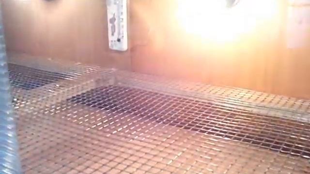Брудер для перепелят своими руками смотреть онлайн