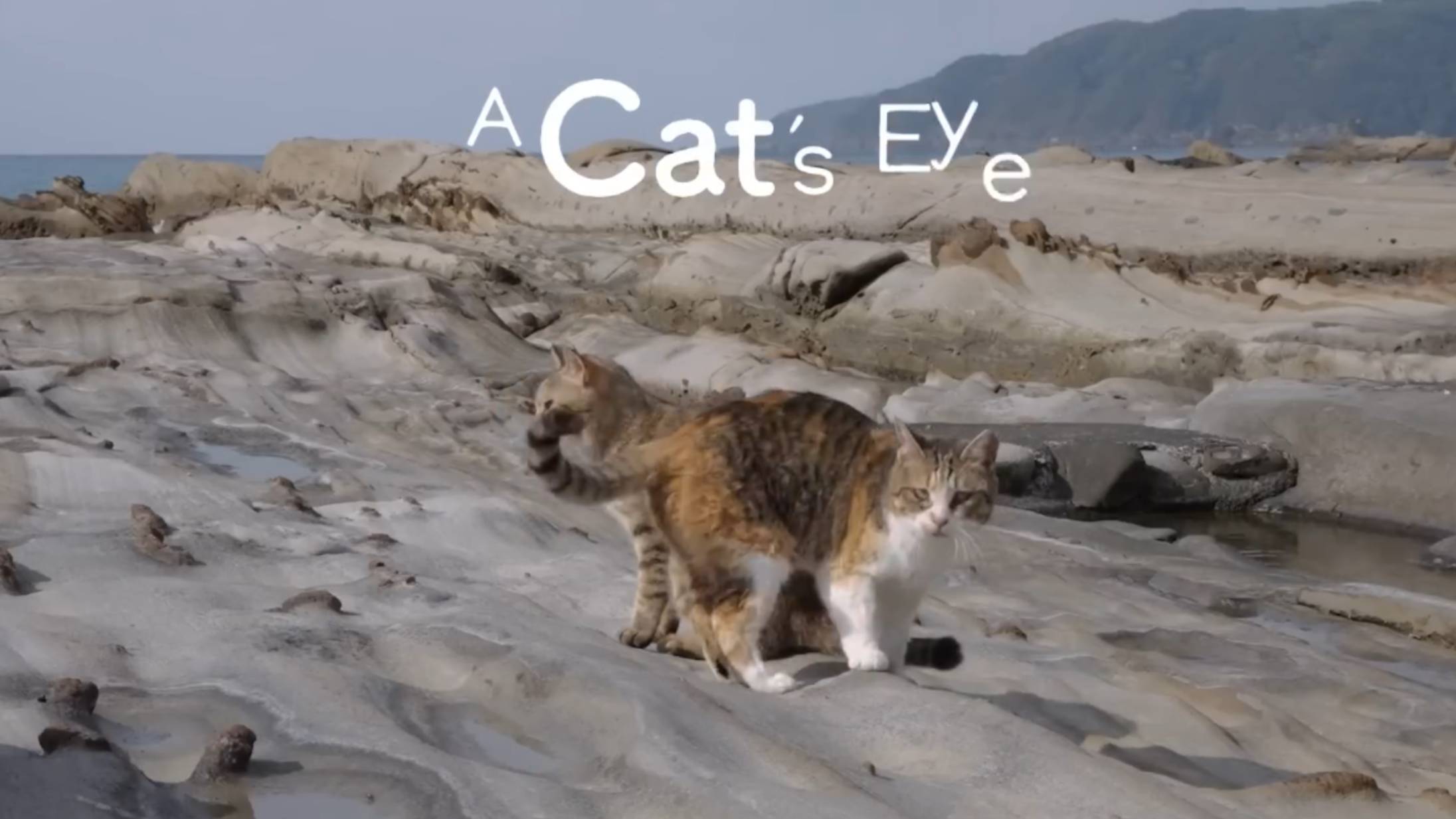 KOCHI - Cats Eye