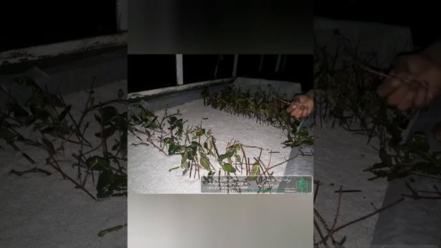 فعالیت NGO درختکاران ماکو از ۱۶ شهریور ۱۳۹۷ تا ۱۱ اَمُرداد ۱۳۹۸ смотреть онлайн