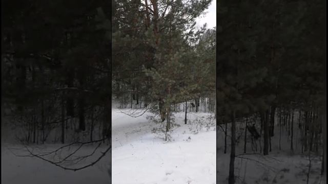 Леший в лесу