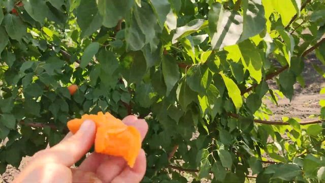 Абрикос Фаралия (faralia) Persikovod.com