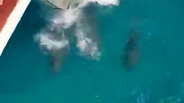 Индивидуальная яхта смотреть онлайн