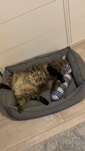 Кошкина колыбельная. Наша Шера сладко спит на лежанке в обнимку с любимой игрушкой. 31052023.