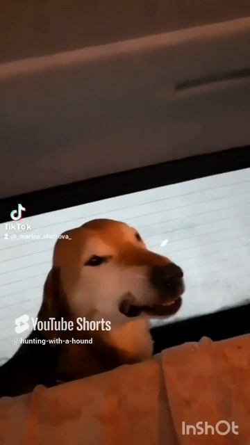 Если не гоняем зайца то ловим рыбу 🐟 🐟 🐟.#рыбалка #fishing #щука#охотасгончей #топ #hunting #tro смотреть онлайн