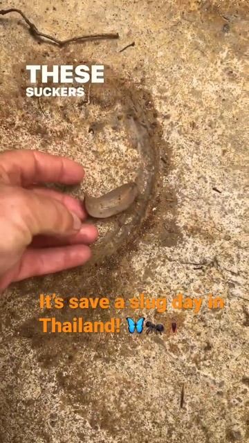 #thailand #slugs #snails #snail #insects #arthropods #shorts #short #fyp смотреть онлайн