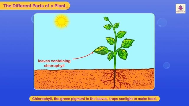 Parts of a Plant | Science For Grade 3 Kids | #4 смотреть онлайн