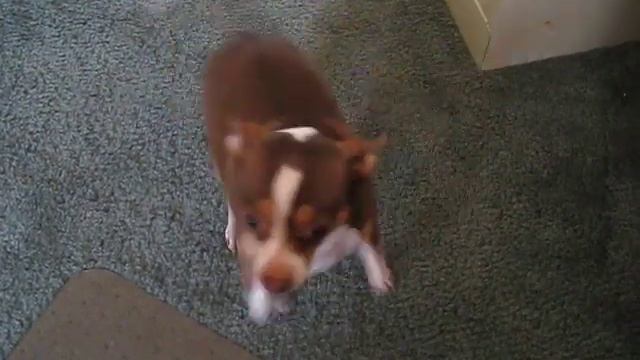 Brownie смотреть онлайн