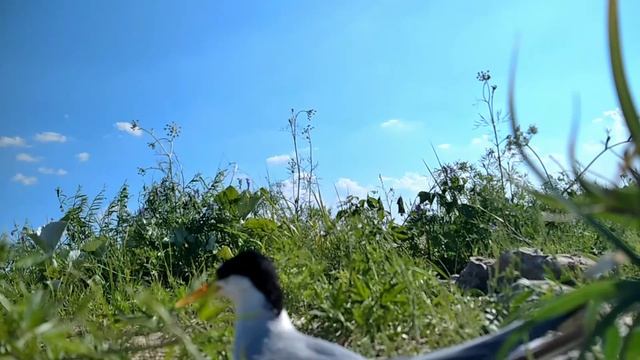 Крачка на острове.