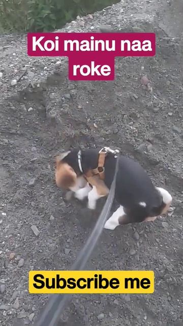 Having fun with mud🐶 смотреть онлайн