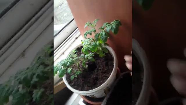 лоджия 11 апреля.🍅🍆🌶 смотреть онлайн