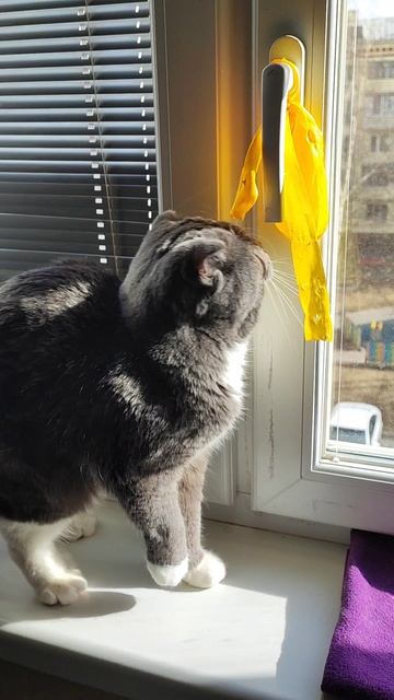 Солнечный Марсик🐱 смотреть онлайн