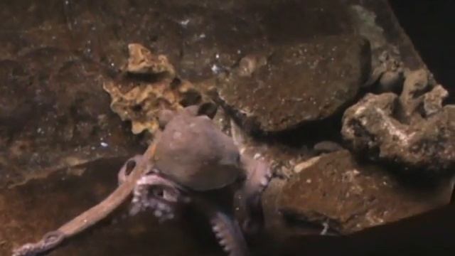 Spain. España. Испания Barcelona Aquarium смотреть онлайн