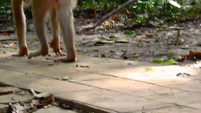 Don't be carless mom, What's Happen to poor baby monkey смотреть онлайн