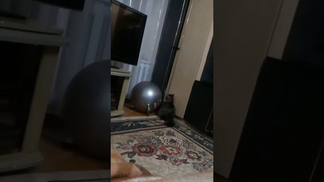Кот лезет в шкаф смотреть онлайн