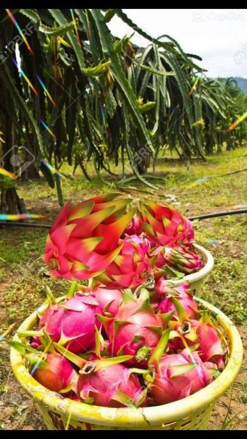 #shorts harvest a dragon fruit 10:9pm 2/16/2023 смотреть онлайн