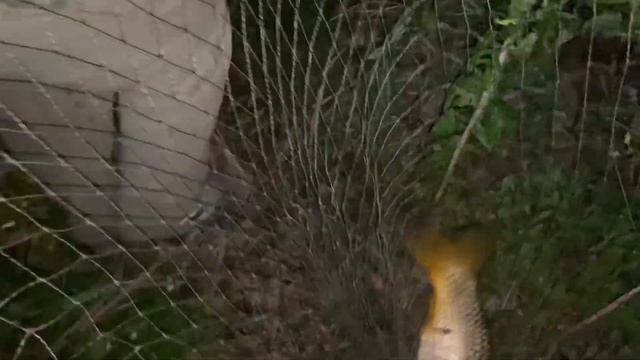 #РЫБАЛКА НА #САЗАНА В КОНЦЕ АВГУСТА, НА СРЕДНЕМ КАНАЛЕ . САЗАН БЫЛ ОЧЕНЬ БУЙНЫЙ смотреть онлайн