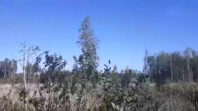 🐸 Квакают ... 🐸🎼 смотреть онлайн