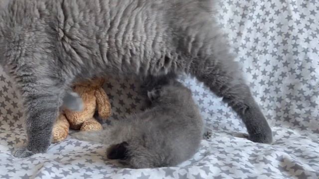 Tiny Kitten who Looks like a Punk смотреть онлайн