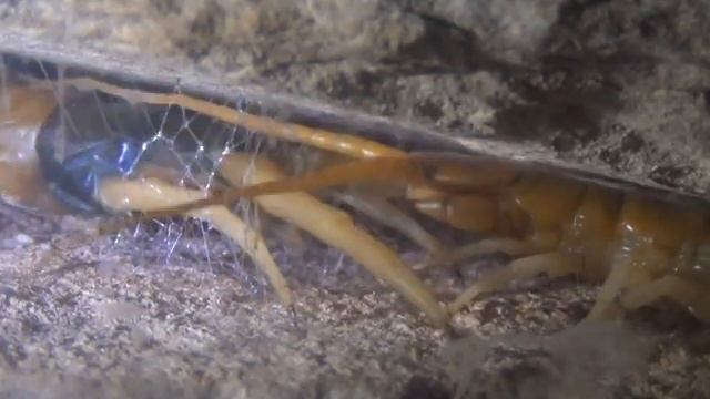 how do centipedes mate смотреть онлайн