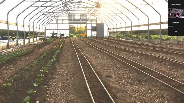 Tomato Time! Choosing The Right Variety And Caring For Your Tomatoes.