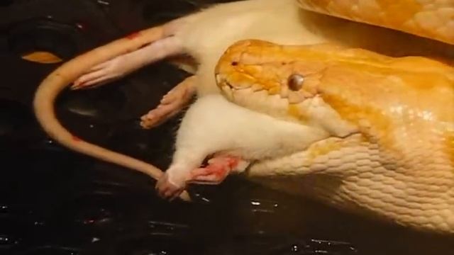 american alligator....albino burmese python.....alligator snapping turtle....feeding смотреть онлайн