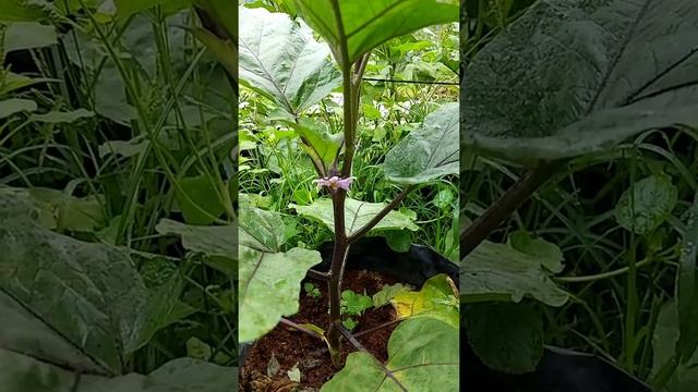 Sweet Dreamer Integrated Farm By Nilo Castellano Rio And Valentina Ocbian Rio